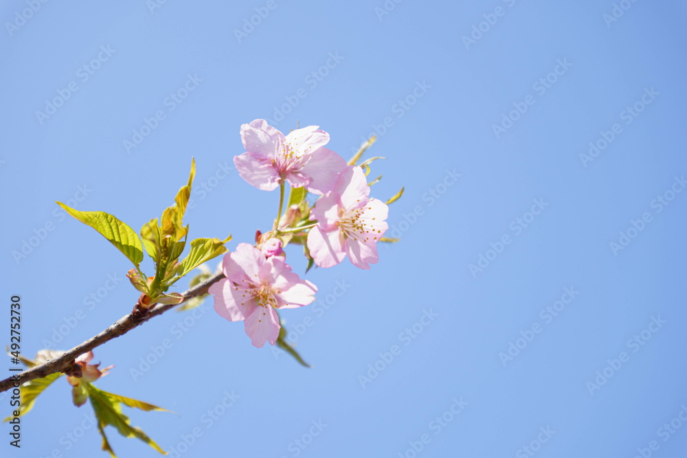 早咲きの安行桜が満開に咲いた 早咲きの安行桜が満開に咲いた