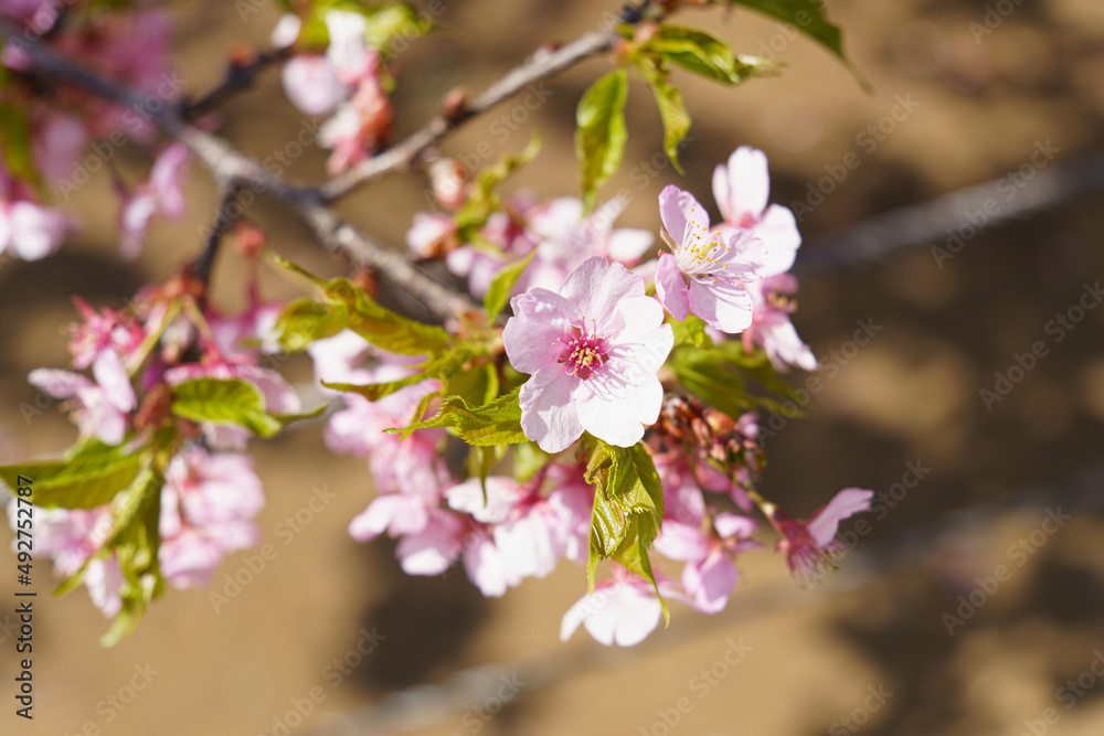 早咲きの安行桜が満開に咲いた 早咲きの安行桜が満開に咲いた
