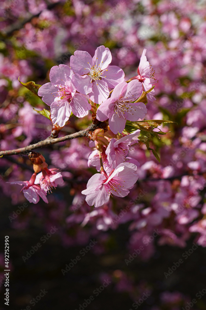 Fototapeta premium 早咲きの安行桜が満開に咲いた