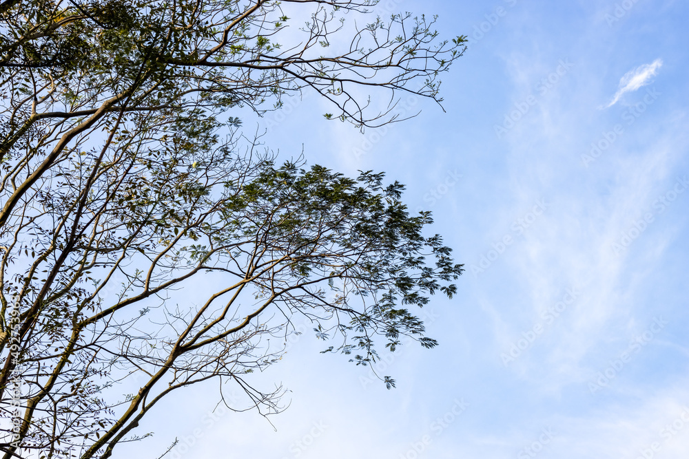 Close up shot of green tree branches under the clean blue sky with copy space Close up shot of green tree branches under the clean blue sky with copy space