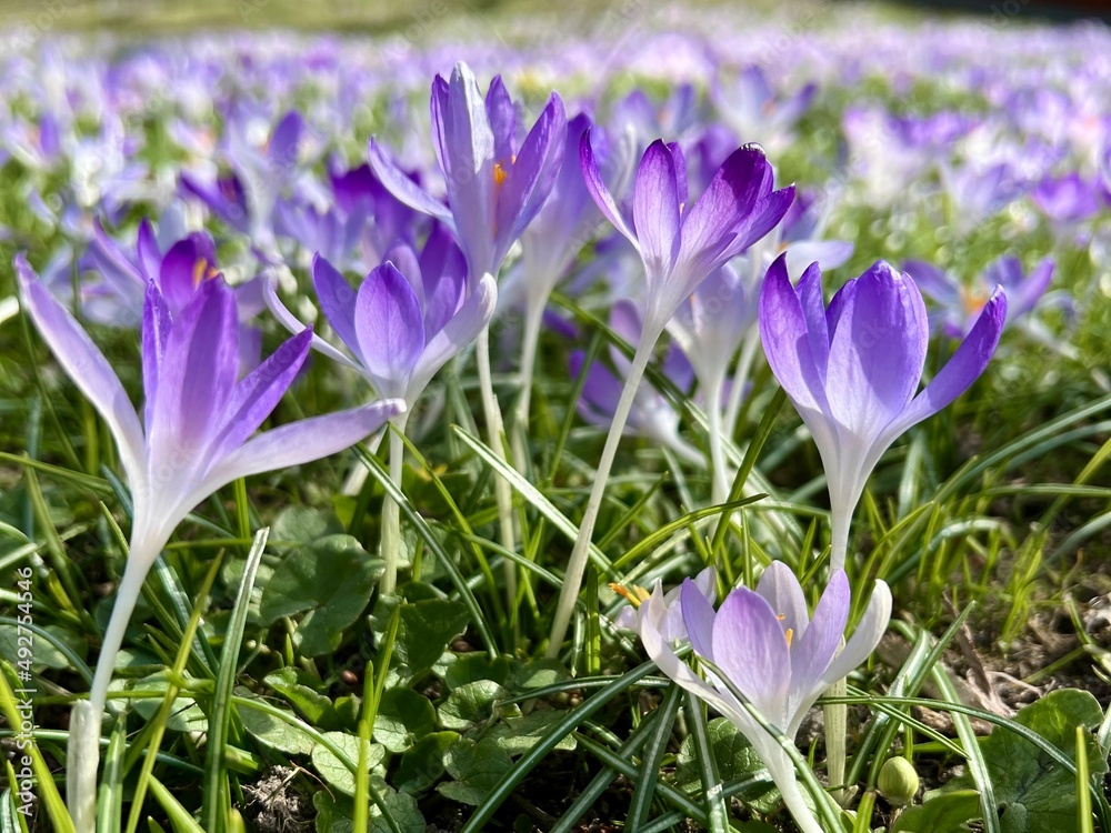 meadow of colored crocuses in the city center in March meadow of colored crocuses in the city center in March