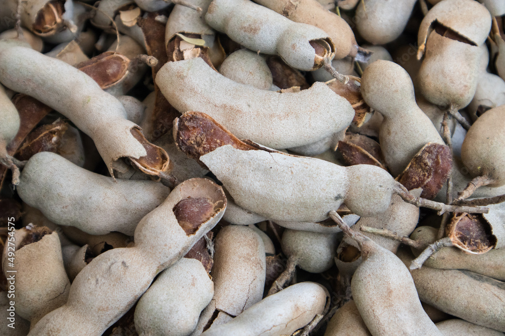 Tamarind harvested from the plant and placed in a stack. Tamarind harvested from the plant and placed in a stack.