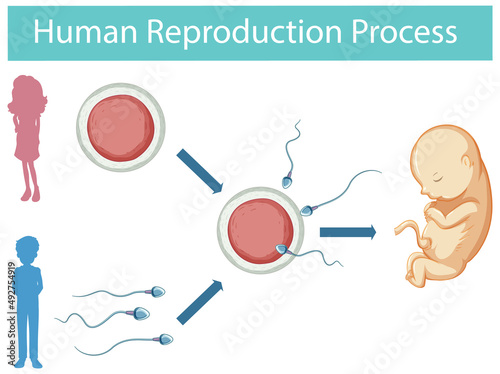 Human Reproduction process infographic