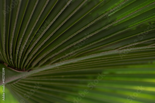 Close up Palm tree Leaf