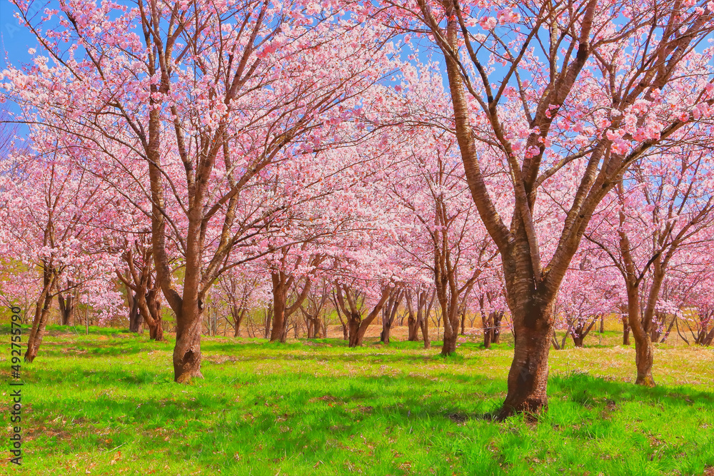 満開のピンクの桜