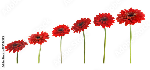 Set of beautiful red gerbera flowers on white background. Banner design