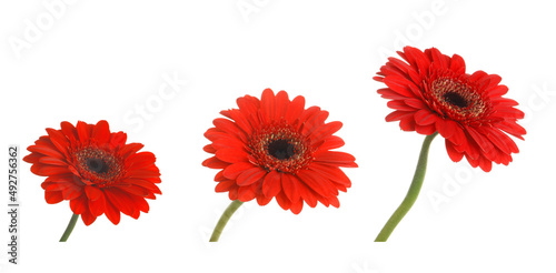 Set of beautiful red gerbera flowers on white background