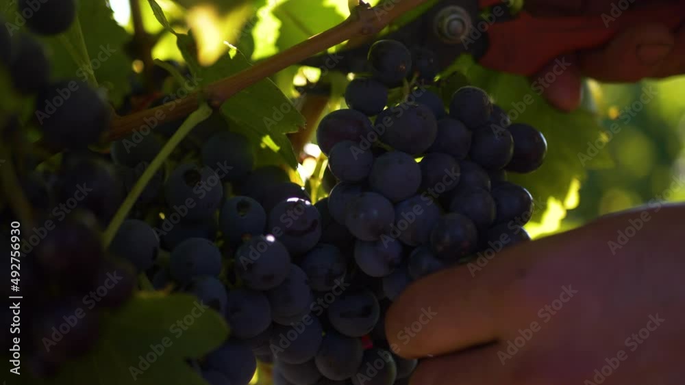 vendanges raisin