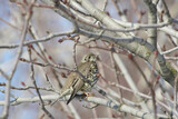 Turdus viscivorus sit on tree
Mistle thrush sit on branch Volgograd region, Russia.