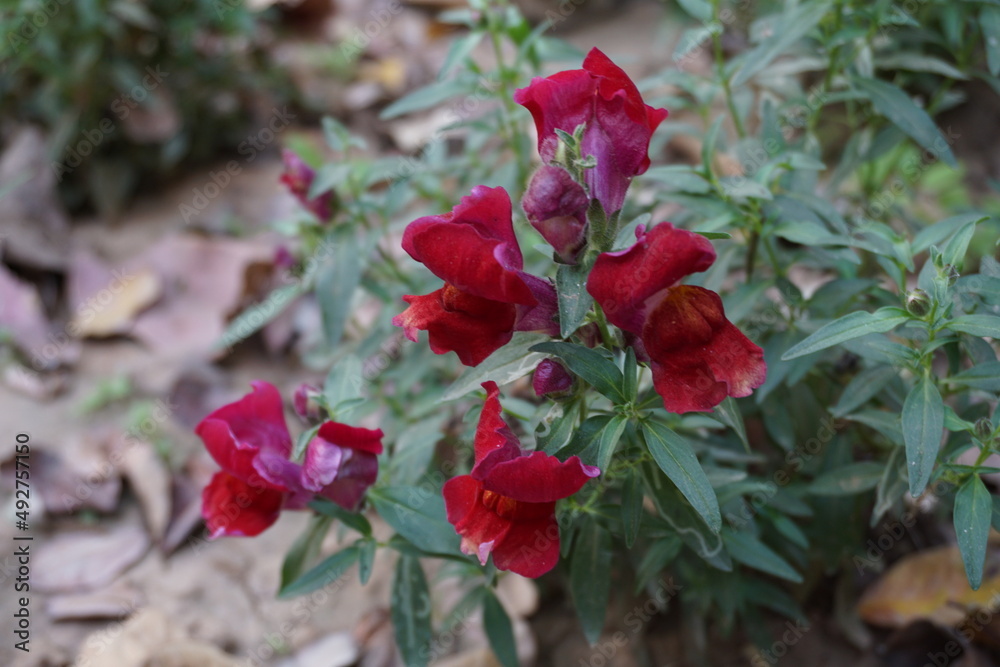 Red Snapdragons, dragon flowers, dog flower (Antirrhinum) in the park