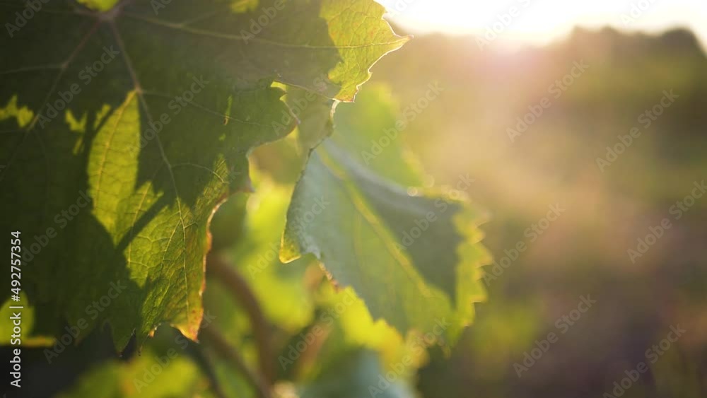 Vignes matin soleil