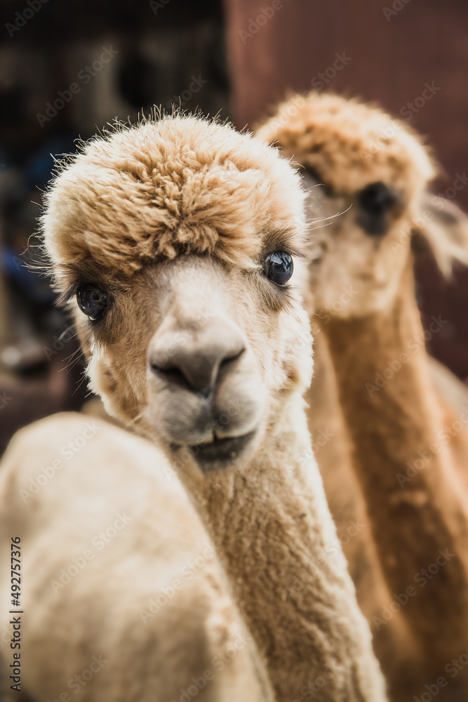 alpaca on natural background, llama on a farm, domesticated wild animal cute and funny with curly hair used for wool