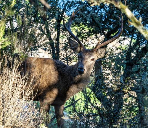 Iberian red deer, Cervus elaphus hispanicus. Monfrague National Park, Spain. photo