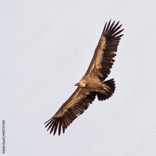 Griffon vulture, Gyps fulvus in Monfrague National Park. Extremadura, Spain