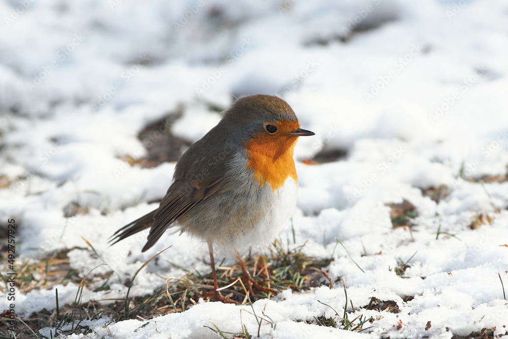 Erithacus rubecula sit on ground
European robin, robin, robin redbreast sit on snow Volgograd region, Russia Erithacus rubecula sit on ground
European robin, robin, robin redbreast sit on snow Volgograd region, Russia