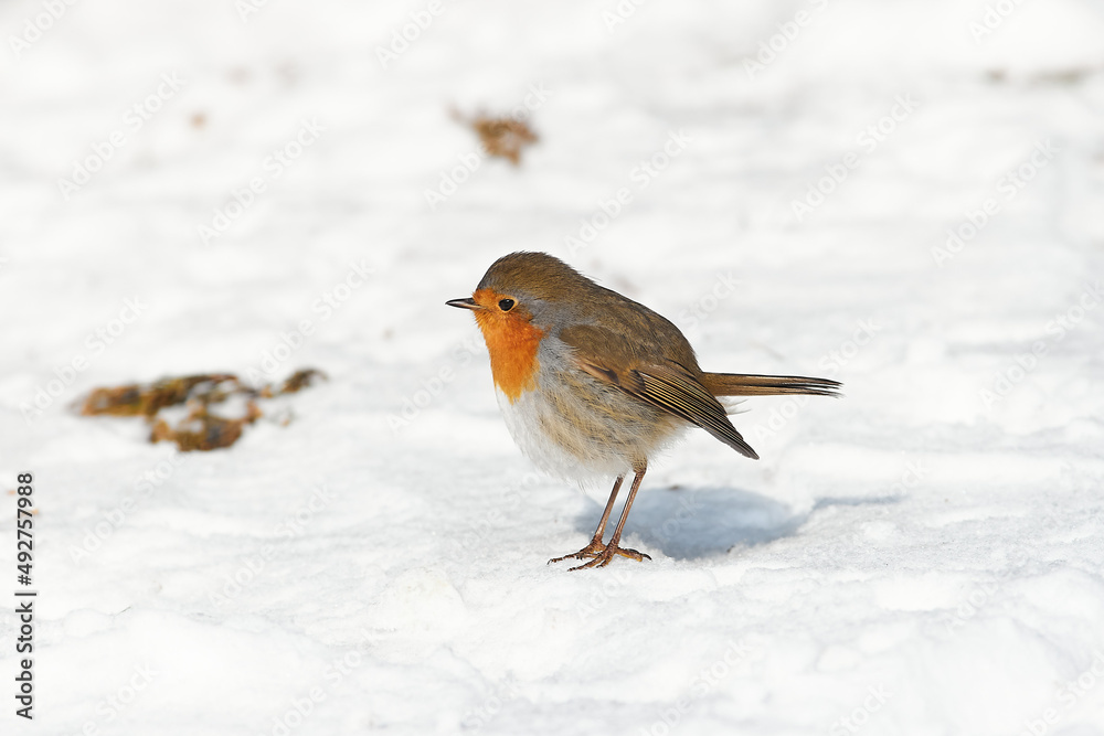 Erithacus rubecula sit on ground
European robin, robin, robin redbreast sit on snow Volgograd region, Russia Erithacus rubecula sit on ground
European robin, robin, robin redbreast sit on snow Volgograd region, Russia