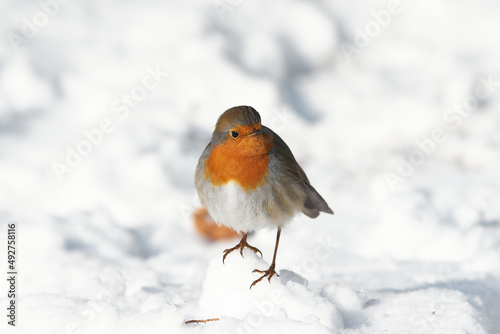 Erithacus rubecula sit on ground European robin, robin, robin redbreast sit on snow Volgograd region, Russia
