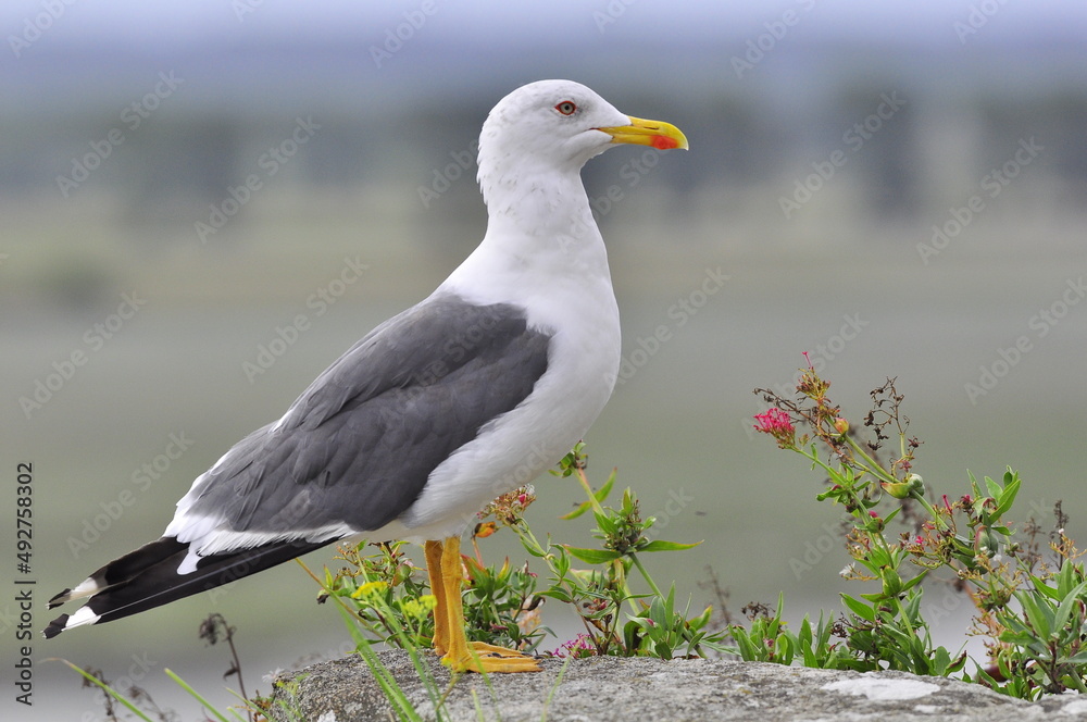 Obraz premium Goéland Leucophée