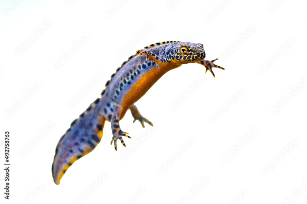 Alpine newt aquatic animal swimming on white background Alpine newt aquatic animal swimming on white background