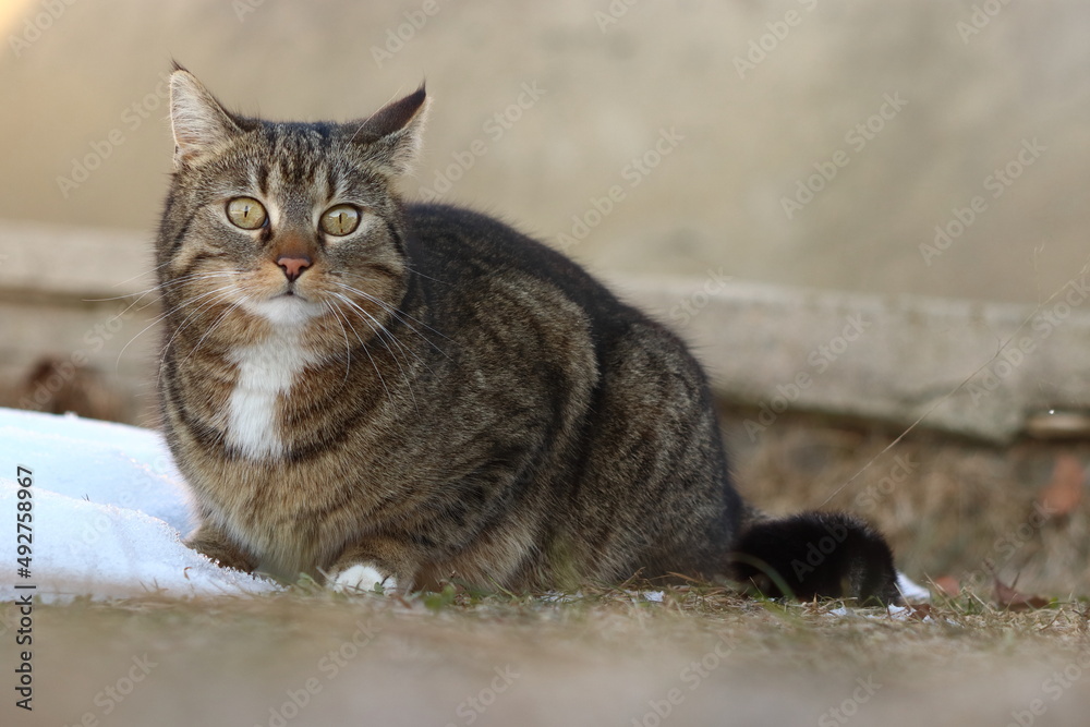 domestic cat sits crouched, lurks, has a white bib domestic cat sits crouched, lurks, has a white bib