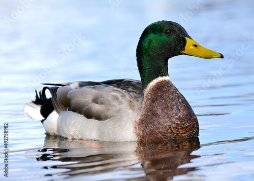 Mallard duck on the water