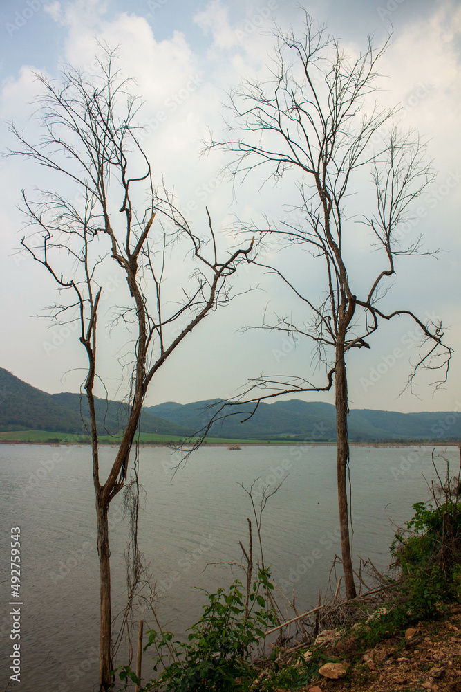 dry tree in the lake with mountain view.