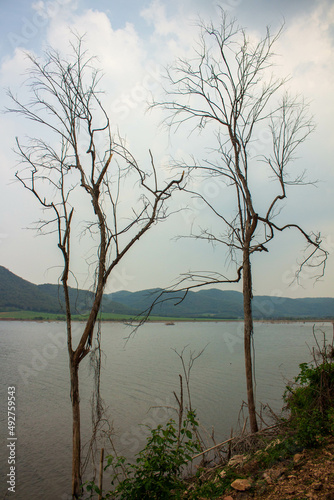 dry tree in the lake with mountain view.