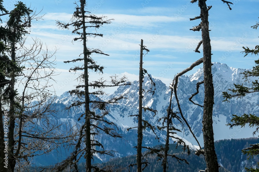Obraz premium Scenic view of snow capped mountain peaks of Karawanks on the way to Sinacher Gupf in Carinthia, Austria. Mount Wertatscha is visible through dense forest in early spring. Rosental on a sunny day.Hike