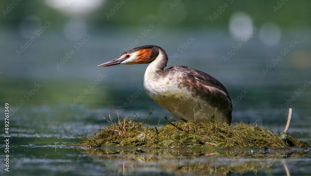 Great crested grebe on a future nest