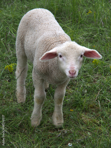Lamm
