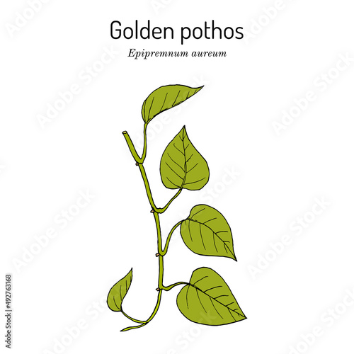 Golden pothos, or ivy arum Epipremnum aureum , house plant