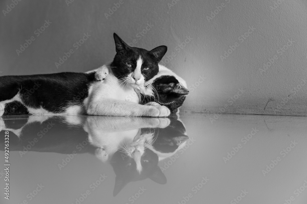 black and white domestic cats,Cats cuddling, Black and white photo of cats, abstract background