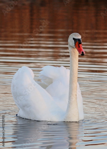 nature on the lake with swans