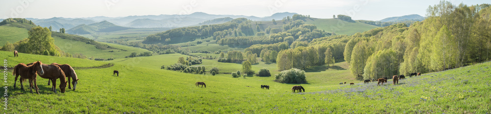 Morning rural landscape, horses graze in a spring meadow, panoramic view