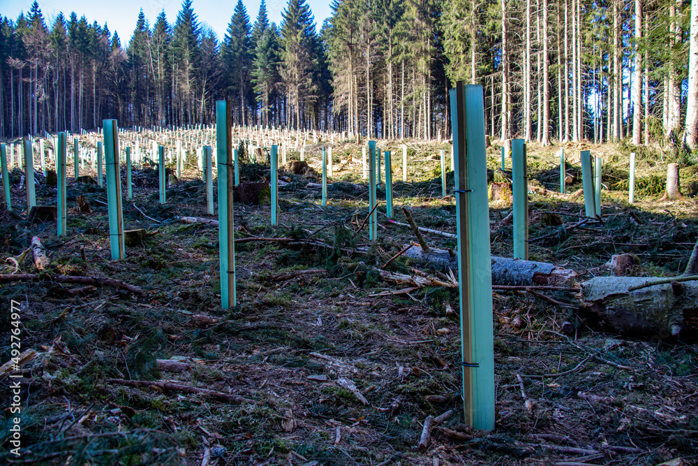 Fototapeta premium Verbissschutz