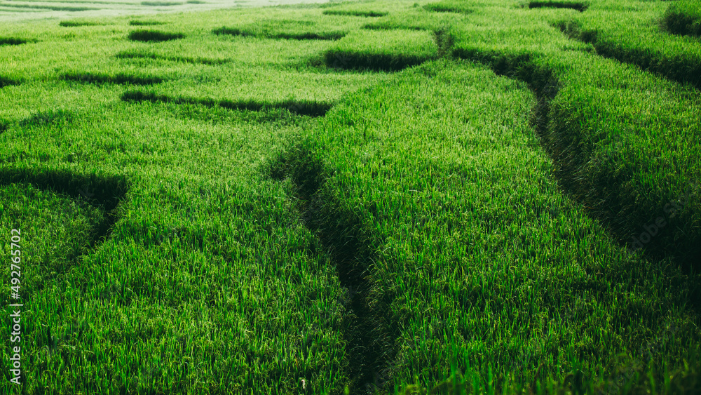 Rice paddies field at Ban Mae Klang Luang, Doi Inthanon National Park,Chiang Mai,Thailand.