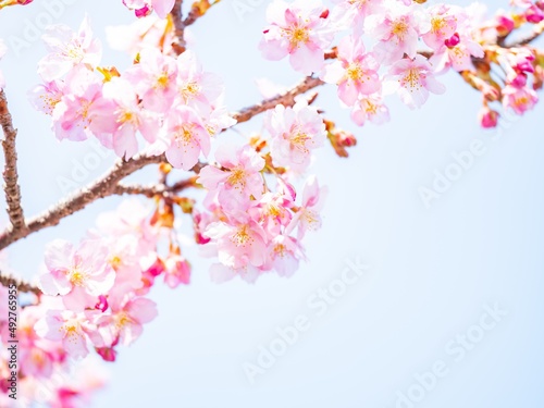 Beautiful pink cherry blossoms or sakura flowers in full bloom blowing by wind, Warm spring image, Nobody © Akio Mic