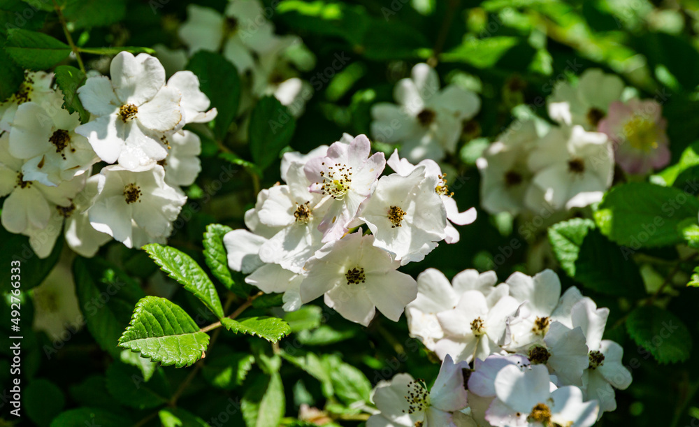 White Multiflora Rose bush (Rosa polyantha), also known as Seven-Sisters, Baby, Japanese and many-flowered rose in Adler (Sochi). Close-up of beautiful flower, spring and summer blooming background. White Multiflora Rose bush (Rosa polyantha), also known as Seven-Sisters, Baby, Japanese and many-flowered rose in Adler (Sochi). Close-up of beautiful flower, spring and summer blooming background.