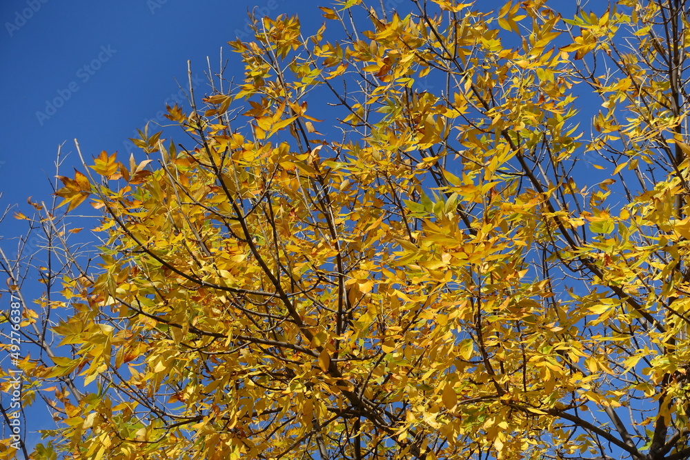 Deep blue sky and branches of Fraxinus pennsylvanica with amber yellow autumnal foliage in October Deep blue sky and branches of Fraxinus pennsylvanica with amber yellow autumnal foliage in October