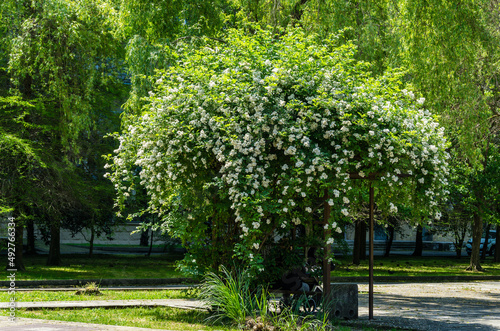 White Multiflora Rose bush (Rosa polyantha), also known as Seven-Sisters, Baby, Japanese and many-flowered rose in Adler (Sochi). Beautiful rose shrub, spring and summer blooming background. photo