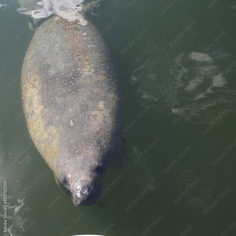 Naklejka premium Young manatee calf, baby manatee in the waters of the Florida Keys - Junges Manatee-Kalb, Baby-Manatee im Wasser vor den Florida Keys