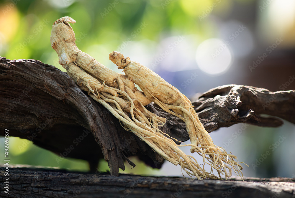 Fototapeta premium Ginseng or Panax ginseng on bokeh nature background.