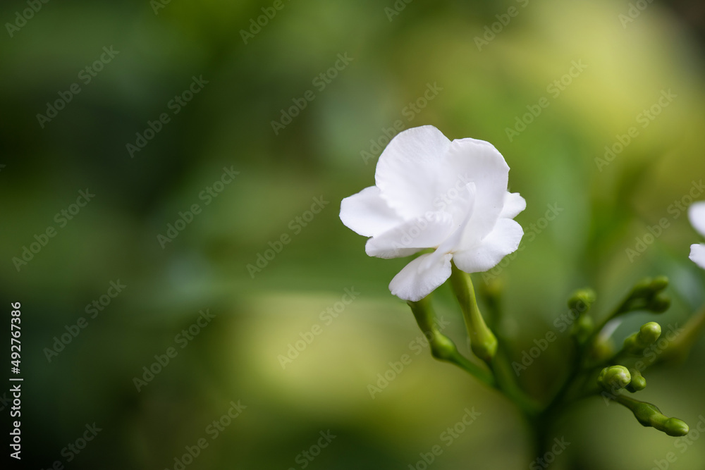 Gardenia Rose or Gardenia augusta flower on nature background. Gardenia Rose or Gardenia augusta flower on nature background.