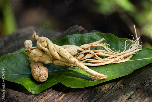 Ginseng or Panax ginseng on an old wood background.