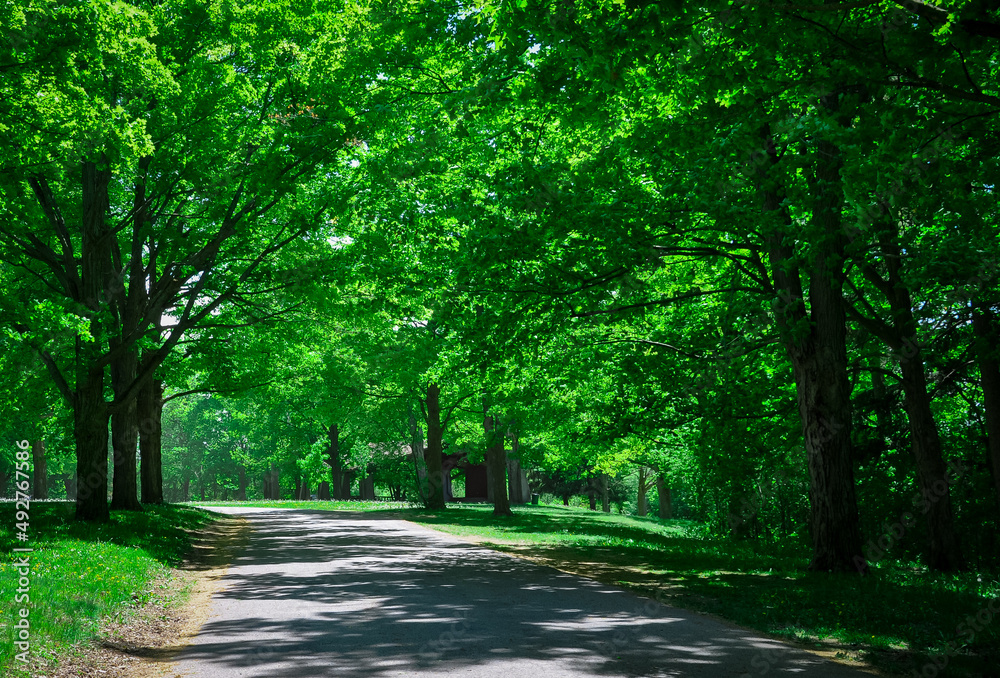 Fototapeta premium Road in the park