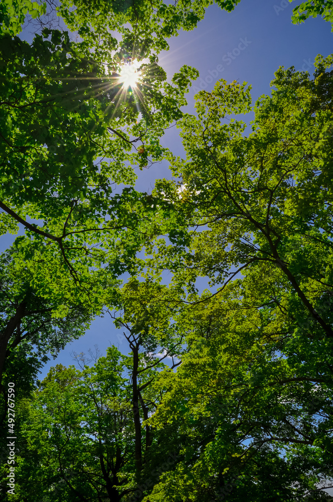 Fototapeta premium Trees in the woods