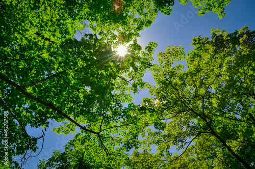 Green leaves and sun