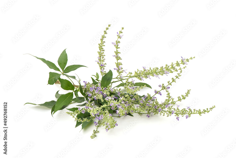 Five leaved chaste tree or Vitex negundo isolated on white background. Five leaved chaste tree or Vitex negundo isolated on white background.