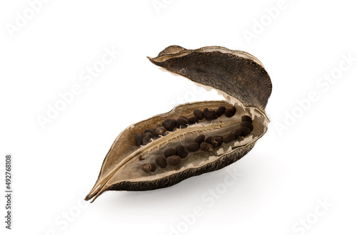 Abelmosk or Abelmoschus moschatus seeds isolated on white background with clipping path.