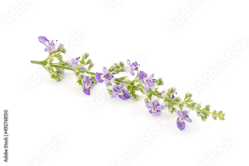 Five leaved chaste tree or Vitex negundo flowers isolated on white background.